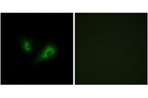 Immunofluorescence analysis of LOVO cells, using OR10D4 Antibody. (OR10D4P Antikörper  (AA 161-210))