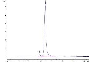 The purity of Biotinylated Human Integrin alpha V beta 8 (ITGAV&ITGB8) Heterodimer is greater than 95 % as determined by SEC-HPLC.