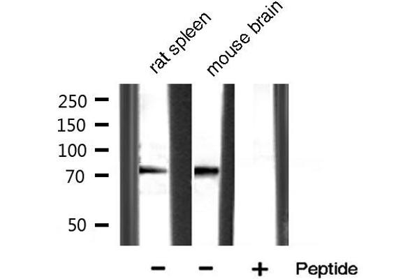 MMP 9 Antikörper  (C-Term)