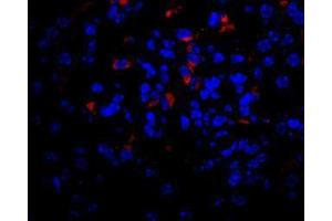 Image no. 2 for anti-Vascular Endothelial Growth Factor A (VEGFA) antibody (ABIN465274) (VEGFA Antikörper)