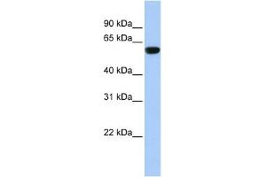 WB Suggested Anti-TRIM72 Antibody Titration:  0.