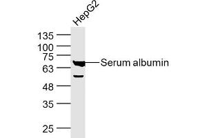 HepG2 lysates probed with Serum albumin Polyclonal Antibody, Unconjugated  at 1:300 dilution and 4˚C overnight incubation. (Albumin Antikörper)