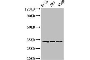 Western Blot Positive WB detected in: Hela whole cell lysate, 293 whole cell lysate, A549 whole cell lysate All lanes: GOLPH3 antibody at 3. (GOLPH3 Antikörper  (AA 16-150))