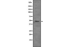Western blot analysis of VPS4B expression in 293T whole cell lysate ,The lane on the left is treated with the antigen-specific peptide. (VPS4B Antikörper  (Internal Region))