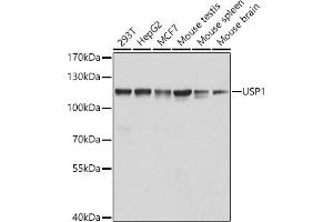 Western blot analysis of extracts of various cell lines, using USP1 antibody (ABIN6129580, ABIN6149989, ABIN6149990 and ABIN6222529) at 1:1000 dilution.
