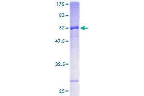 FBXL12 Protein (AA 1-326) (GST tag)