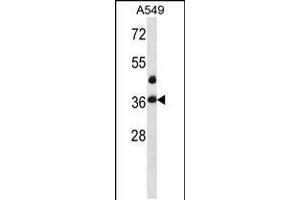 Western blot analysis in A549 cell line lysates (35ug/lane). (LASP1 Antikörper  (AA 120-148))