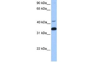 WB Suggested Anti-GNB2 Antibody Titration:  0. (GNB2 Antikörper  (Middle Region))