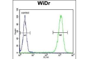 TSN33 Antibody (C-term) (ABIN653346 and ABIN2842828) flow cytometric analysis of WiDr cells (right histogram) comred to a negative control cell (left histogram). (TSPAN33 Antikörper  (C-Term))