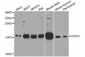 Western blot analysis of extracts of various cell lines, using H2AFX antibody. (H2AFX Antikörper)