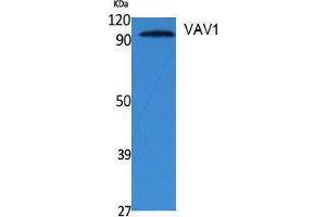 Western Blotting (WB) image for anti-Vav 1 Oncogene (VAV1) (Tyr292) antibody (ABIN3178075) (VAV1 Antikörper  (Tyr292))