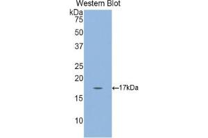 Western blot analysis of recombinant Mouse GKN3. (Gastrokine 3 Antikörper  (AA 38-177))
