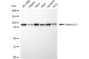 Western blotting analysis using catenin beta 1 antibody (ABIN7797927). (CTNNB1 Antikörper)