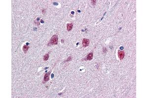Anti-SMUG1 antibody IHC of human brain, cortex. (SMUG1 Antikörper  (AA 2-14))