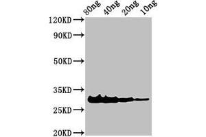 Western Blot Positive WB detected in Recombinant protein All lanes: Rhodocytin subunit alpha antibody at 3 μg/mL Secondary Goat polyclonal to rabbit IgG at 1/50000 dilution Predicted band size: 31 kDa Observed band size: 31 kDa (LOC105923162 Antikörper  (AA 1-136))