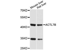 Western blot analysis of extracts of various cell lines, using ACTL7B antibody (ABIN6291741) at 1:3000 dilution. (Actl7b Antikörper)