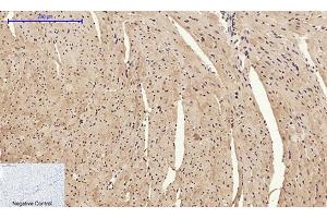 Immunohistochemical analysis of paraffin-embedded mouse heart tissue.