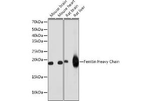 Western blot analysis of extracts of various cell lines, using Ferritin Heavy Chain antibody (ABIN7267168) at 1:1000 dilution. (FTH1 Antikörper)