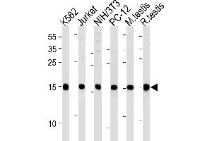 UBE2L3 Antibody (C-term) (ABIN1881966 and ABIN2838851) western blot analysis in K562,U87-MG,mouse NIH/3T3,rat PC-12 cell line and mouse testis,rat testis tissue lysates (35 μg/lane). (UBE2L3 Antikörper  (C-Term))