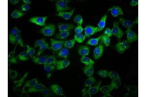 Immunofluorescence staining of Hela cells with ABIN7164489 at 1:133, counter-stained with DAPI. (GPR27 Antikörper  (AA 203-285))