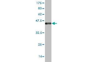 Western Blot detection against Immunogen (36.