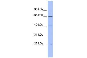 ZNF431 antibody used at 0.
