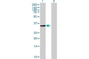 Western Blot analysis of CRKL expression in transfected 293T cell line by CRKL MaxPab polyclonal antibody. (CrkL Antikörper  (AA 1-303))