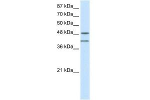 RAE1 antibody used at 0. (RAE1 Antikörper)