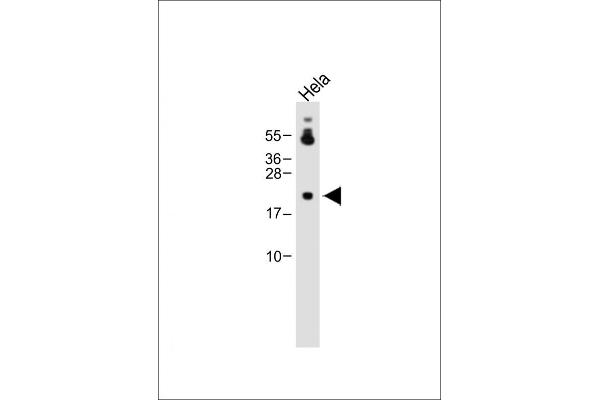DDIT4 anticorps  (N-Term)