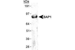 Western blot analysis of BAP1 in HeLa whole celll lysate using BAP1 monoclonal antibody, clone 1G8 . (BAP1 Antikörper)