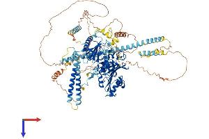 MORC1 Protein (AA 1-984) (His tag)