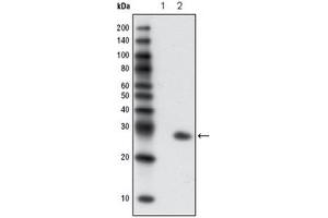 Western Blotting (WB) image for anti-Green Fluorescent Protein (GFP) antibody (ABIN1107357)