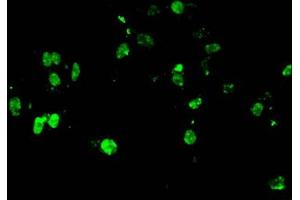 Immunofluorescence (IF) image for anti-Histone Cluster 1, H4a (HIST1H4A) (meArg3) antibody (ABIN7139582)