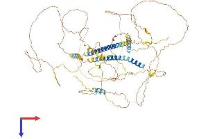 DACT1 Protein (AA 1-778) (His tag)