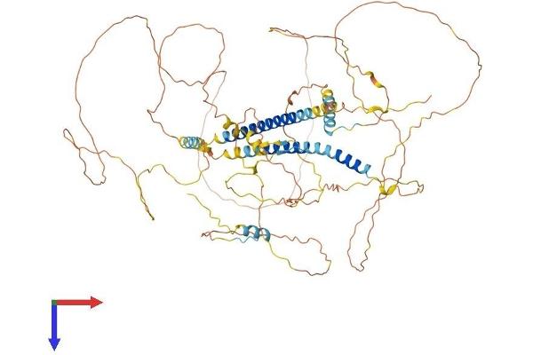 DACT1 Protein (AA 1-778) (His tag)