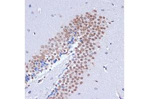 Immunohistochemistry of paraffin-embedded mouse brain using DNMT3L antibody (ABIN3023228, ABIN3023229, ABIN3023230 and ABIN6219498) at dilution of 1:100 (40x lens). (DNMT3L Antikörper  (AA 1-386))