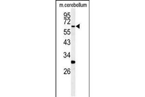 Western blot analysis of hRIPK3-E504 in mouse cerebellum tissue lysates (35ug/lane) (RIPK3 Antikörper  (C-Term))