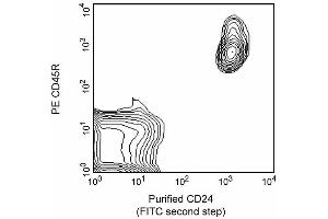 Purified CD24 (FITC second step) (CD24 Antikörper)