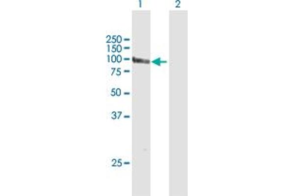 GCC1 antibody  (AA 1-775)