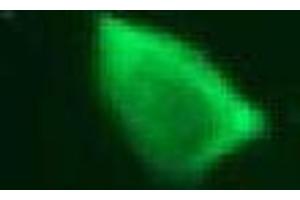 Immunofluorescence (IF) image for anti-Vimentin (VIM) antibody (ABIN1109484) (Vimentin Antikörper)
