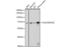 Western blot analysis of extracts of various cell lines, using TUG/ antibody (ABIN7265566) at 1:1000 dilution. (ASPSCR1 Antikörper)