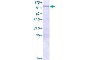 SH2D3A Protein (AA 1-576) (GST tag)