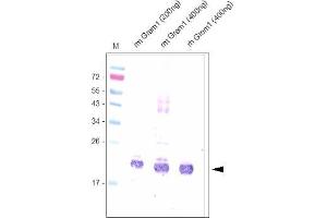 Western analysis using anti-Mouse Gremlin-1 Antibody . (GREM1 Antikörper  (AA 25-184))