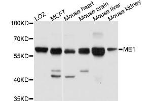 Western blot analysis of extracts of various cell lines, using ME1 antibody (ABIN5972128) at 1/1000 dilution. (ME1 Antikörper)