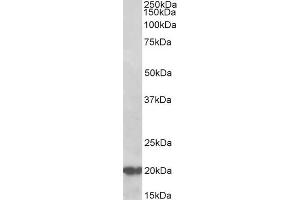 Western Blotting (WB) image for anti-DnaJ (Hsp40) Homolog, Subfamily C, Member 5 (DNAJC5) (AA 177-191) antibody (ABIN5539515)