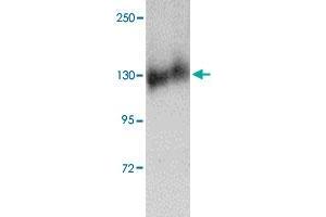 Western blot analysis of FKBP15 in NIH/3T3 cell lysate with FKBP15 polyclonal antibody  at 1 ug/mL . (FKBP15 Antikörper  (N-Term))