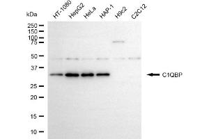 Western blotting analysis using C1QBP antibody (ABIN7798135).