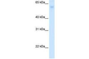 Image no. 1 for anti-Solute Carrier Family 2 (Facilitated Glucose Transporter), Member 2 (SLC2A2) (N-Term) antibody (ABIN6736621) (SLC2A2 Antikörper  (N-Term))