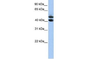 Western Blotting (WB) image for anti-Spermatogenesis and Oogenesis Specific Basic Helix-Loop-Helix 1 (SOHLH1) antibody (ABIN2459773) (SOHLH1 Antikörper)