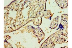 Immunohistochemistry of paraffin-embedded human placenta tissue using ABIN7144000 at dilution of 1:100 (Aminoacylase 1 Antikörper  (AA 1-408))